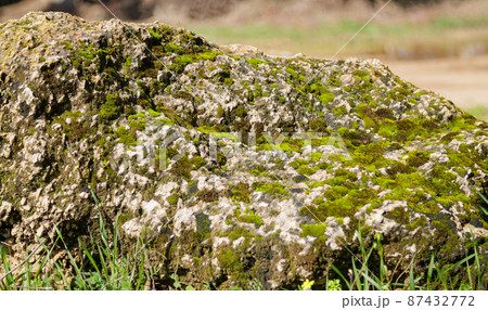 a large stone covered with moss with flowers growing on it a large stone covered with moss with flowers growing on it 87432772