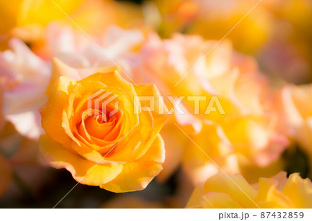 満開に咲くバラの花のクローズアップ 満開に咲くバラの花のクローズアップ 87432859