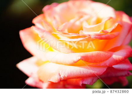 バラの花のクローズアップ 87432860
