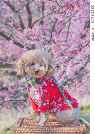 河津桜と犬 87433130