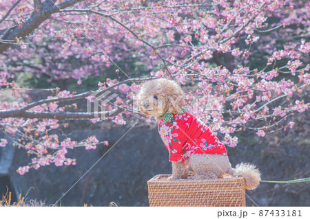 河津桜と犬 87433181
