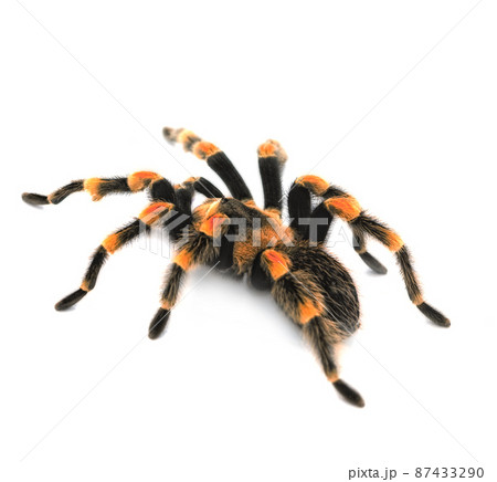 Huge spider. Huge bird eating spider. 87433290