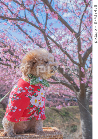 犬と河津桜 犬と河津桜 87433458