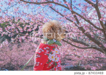 犬と河津桜 87433469