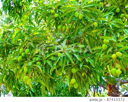 アフリカのマラウイ・ゾンバの日常風景（マンゴーの木） 87433572