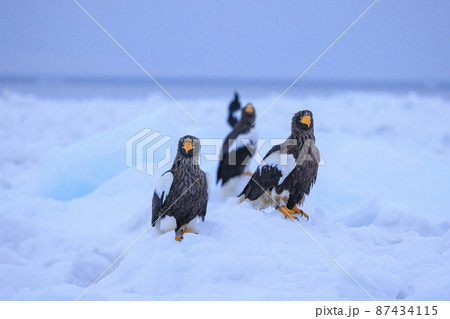 流氷原のオオワシ（北海道羅臼にて） 87434115