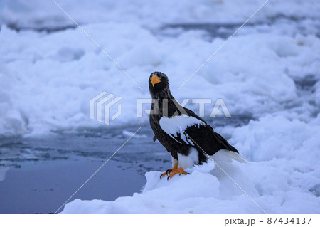 流氷原のオオワシ(北海道羅臼にて) 流氷原のオオワシ(北海道羅臼にて) 87434137