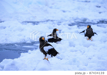 流氷原のオオワシ（北海道羅臼にて） 87434139