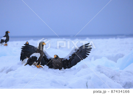 流氷原のオオワシ（北海道羅臼にて） 87434166