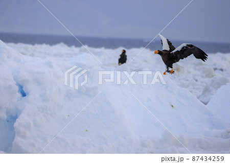 流氷原のオオワシ(北海道羅臼にて) 流氷原のオオワシ(北海道羅臼にて) 87434259