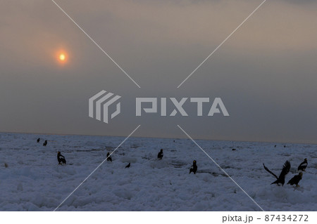 流氷原のオオワシ（北海道羅臼にて） 87434272