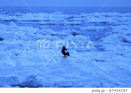 流氷原のオオワシ(北海道羅臼にて) 流氷原のオオワシ(北海道羅臼にて) 87434297