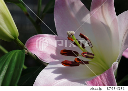ユリ Lily ユリ Lily 87434381