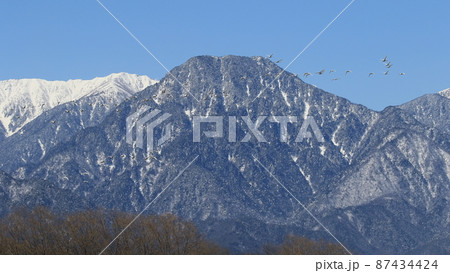 北アルプスを背景に飛翔するハクチョウ 北アルプスを背景に飛翔するハクチョウ 87434424