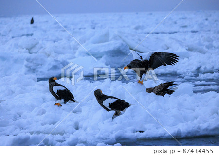 流氷原のオオワシ(北海道羅臼にて) 流氷原のオオワシ(北海道羅臼にて) 87434455