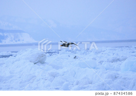 流氷原のオオワシ（北海道羅臼にて） 87434586