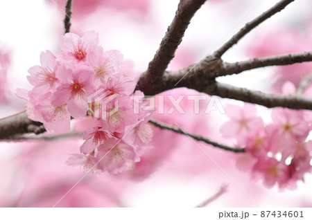 春爛漫~鮮やかなピンクが彩る横浜緋桜(ヨコハマヒザクラ) 春爛漫~鮮やかなピンクが彩る横浜緋桜(ヨコハマヒザクラ) 87434601