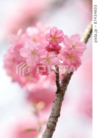 春爛漫～鮮やかなピンクが彩る横浜緋桜（ヨコハマヒザクラ） 87434603