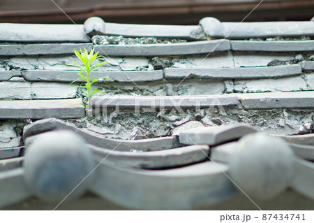 東京都 谷中の築地塀 瓦屋根から生える植物 東京都 谷中の築地塀 瓦屋根から生える植物 87434741
