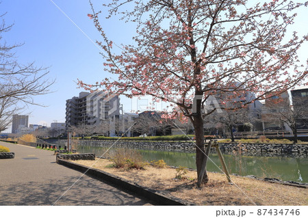 新川沿いに咲く河津桜とこれから咲くソメイヨシノの並木 江戸川区 新川沿いに咲く河津桜とこれから咲くソメイヨシノの並木 江戸川区 87434746
