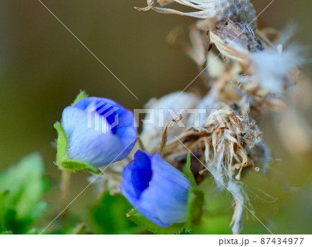 　冬の草地で春を見つけた 87434977