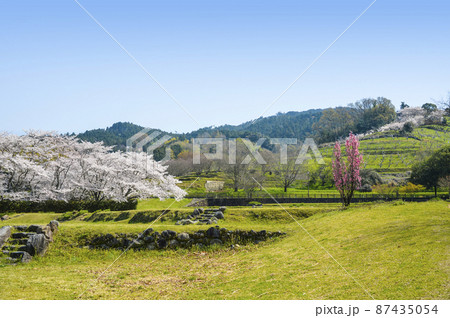 国営飛鳥歴史公園「石舞台地区」に咲く桜と照手桃 国営飛鳥歴史公園「石舞台地区」に咲く桜と照手桃 87435054