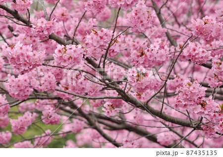 春爛漫～鮮やかなピンクが彩る横浜緋桜（ヨコハマヒザクラ） 87435135