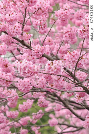 春爛漫～鮮やかなピンクが彩る横浜緋桜（ヨコハマヒザクラ） 87435136