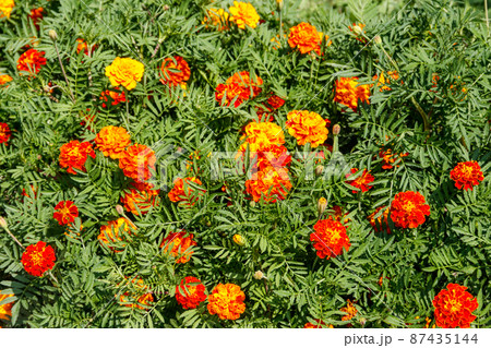 Mexican marigolds (Tagetes erecta, Aztec marigold) on flowerbed 87435144