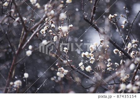 雪に耐えて梅花麗し 87435154