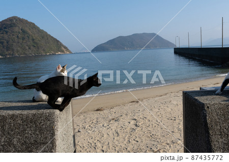 ジャンプする猫 87435772