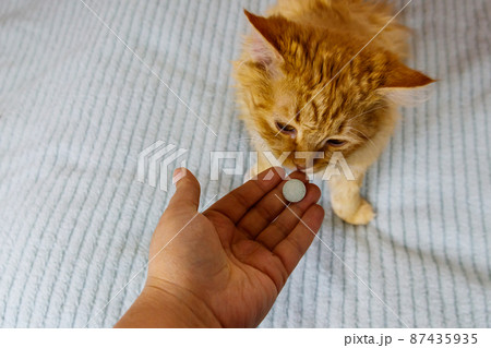 Ginger cat getting a pill from female hand. Concept of taking medicines or vitamins for animals, veterinary medicine, pet care 87435935