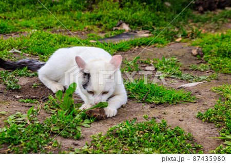 White cat caught a mouse in grass White cat caught a mouse in grass 87435980