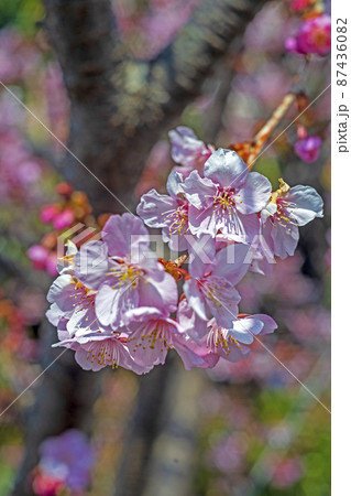 晴れた春の日に花開いた河津桜 87436082