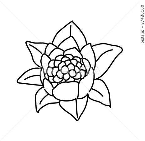 モノクロ　白黒　イラスト　ふきのとう 87436160