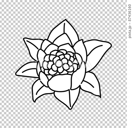モノクロ　白黒　イラスト　ふきのとう 87436160