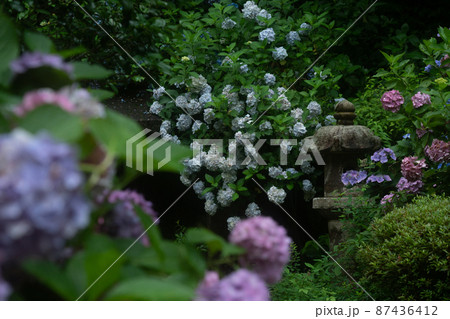 京都府木津川市加茂町の岩船寺の紫陽花を撮影 87436412