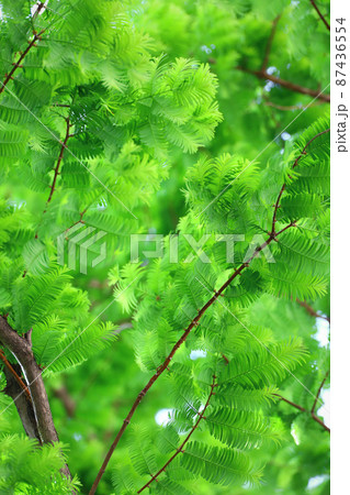 色鮮やかな新緑の背景素材用写真 87436554