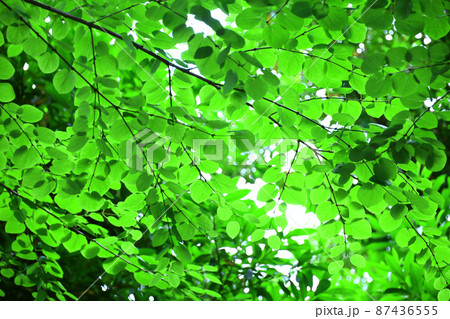 色鮮やかな新緑の背景素材用写真 色鮮やかな新緑の背景素材用写真 87436555