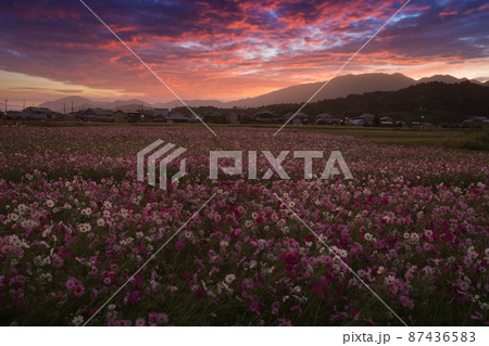 奈良県橿原市の藤原京旧跡で撮影したコスモス 87436583