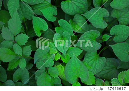 色鮮やかな新緑の背景素材用写真 87436617