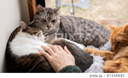 くつろぐ二匹の猫　キジトラ・サバトラ猫 87436685