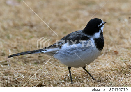 身近に見られるハクセキレイ 87436759