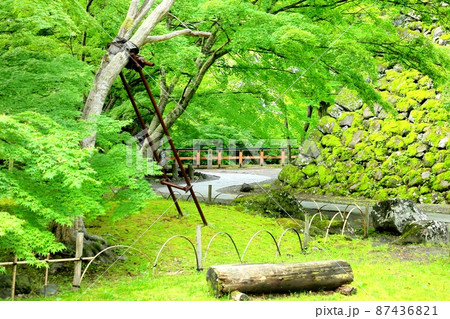 小諸懐古園の新緑 小諸懐古園の新緑 87436821