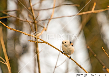 シマエナガ in春採湖 87437084