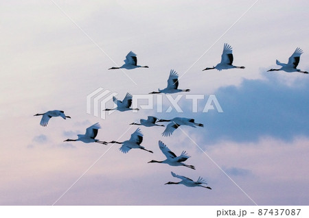 夕暮れ時のタンチョウ 87437087