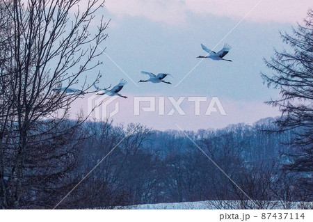 夕暮れ時のタンチョウ 87437114