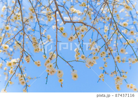 青空いっぱいに咲く白梅 87437116