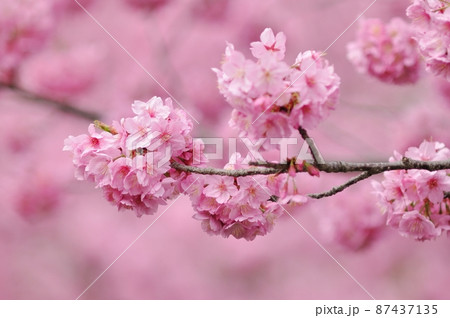 春爛漫~鮮やかなピンクが彩る横浜緋桜(ヨコハマヒザクラ) 春爛漫~鮮やかなピンクが彩る横浜緋桜(ヨコハマヒザクラ) 87437135