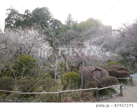 百草園（梅の季節） 87437275